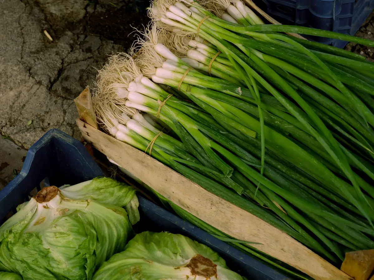 Fresh green onions and cabbages in wooden and plastic crates at an outdoor market